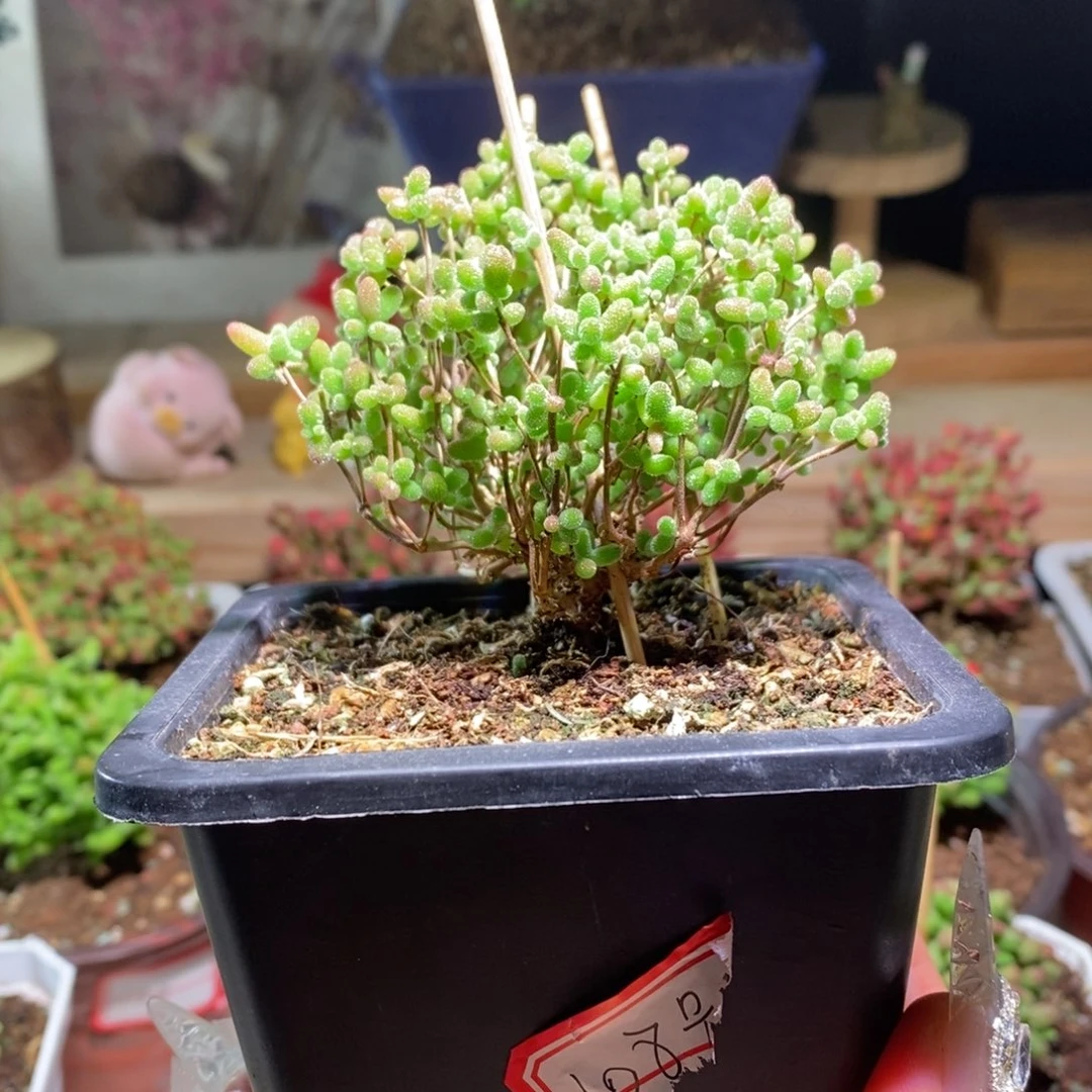 蜜橘带盆土发货一物一拍