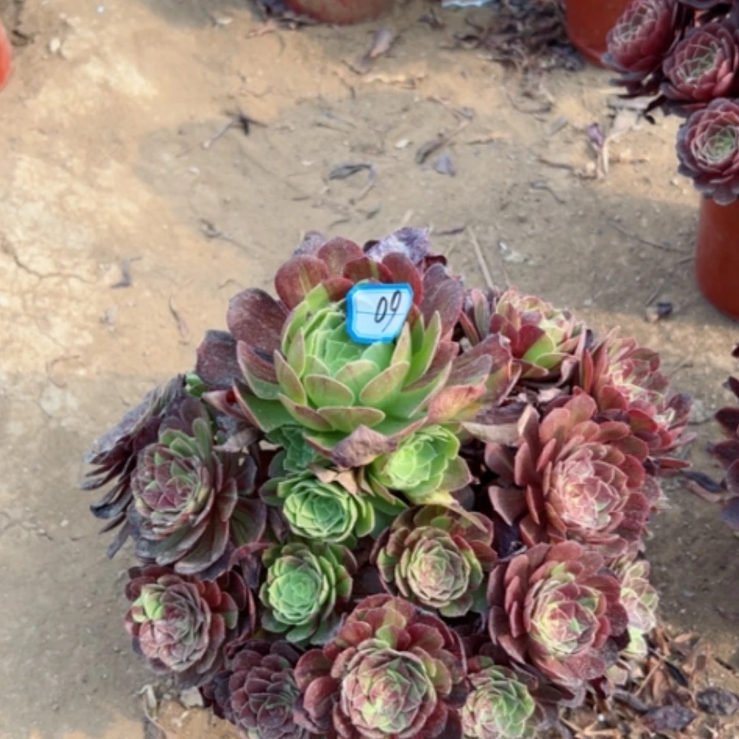 【闪购商品】多肉植物花月夜60