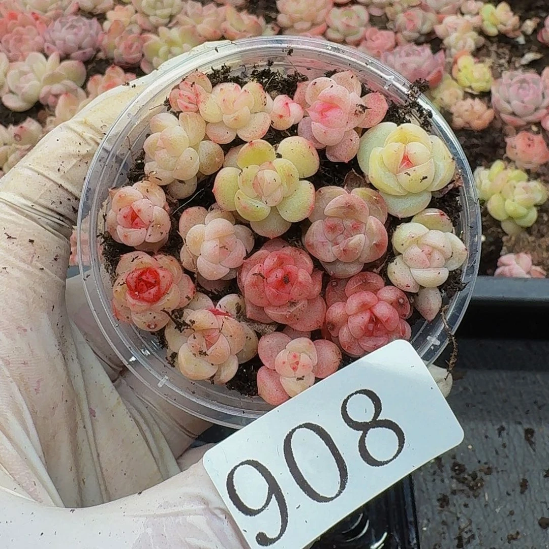 多肉植物多肉植物908