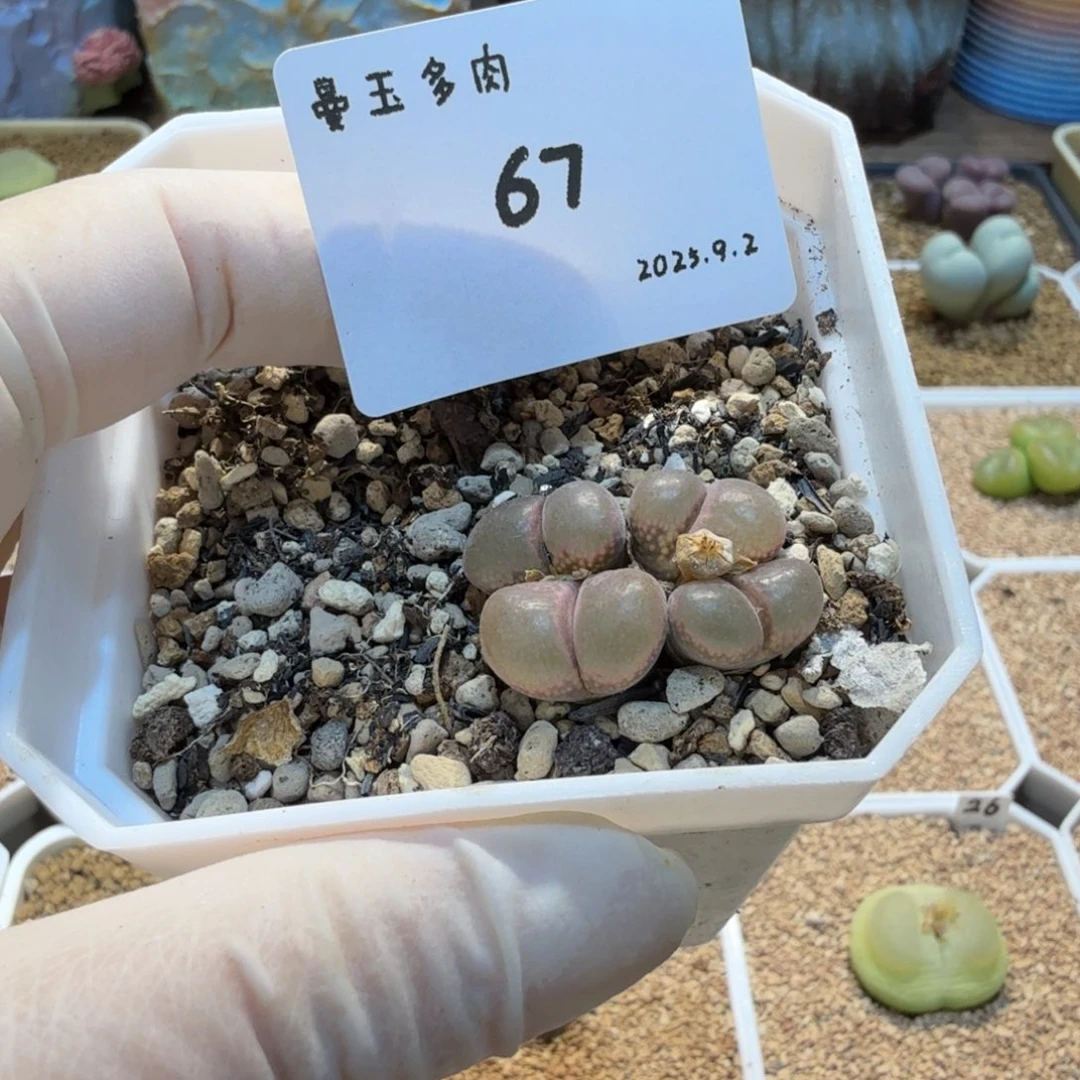 嘟***~多肉多肉多肉9.2-067