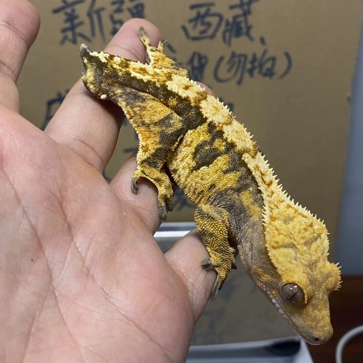 睫角守宫12.2四号