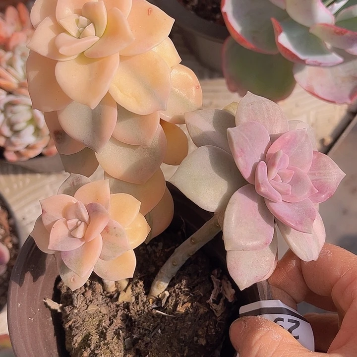 紫乐锦2948多肉植物