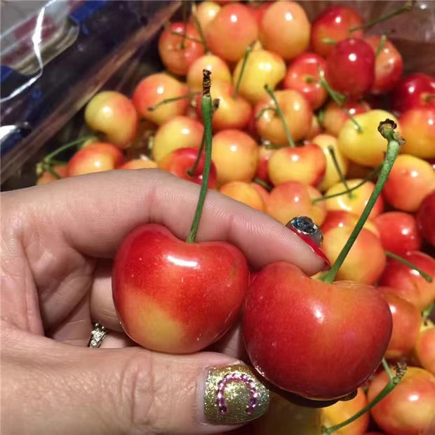 智利进口Rainer黄金车厘子新鲜水果雷尼尔樱桃海运J-5J内附果径卡