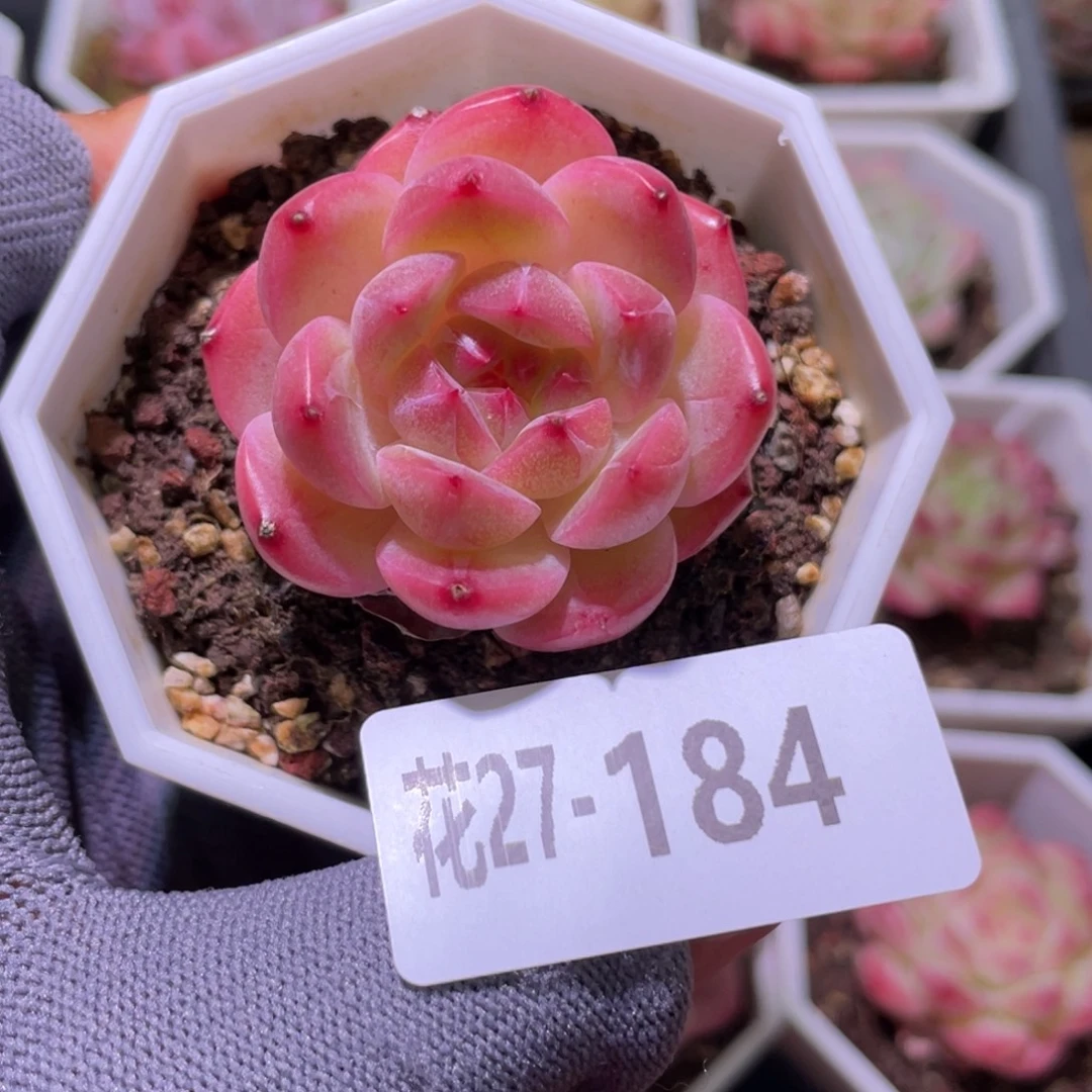 花利美27-184精选糖心