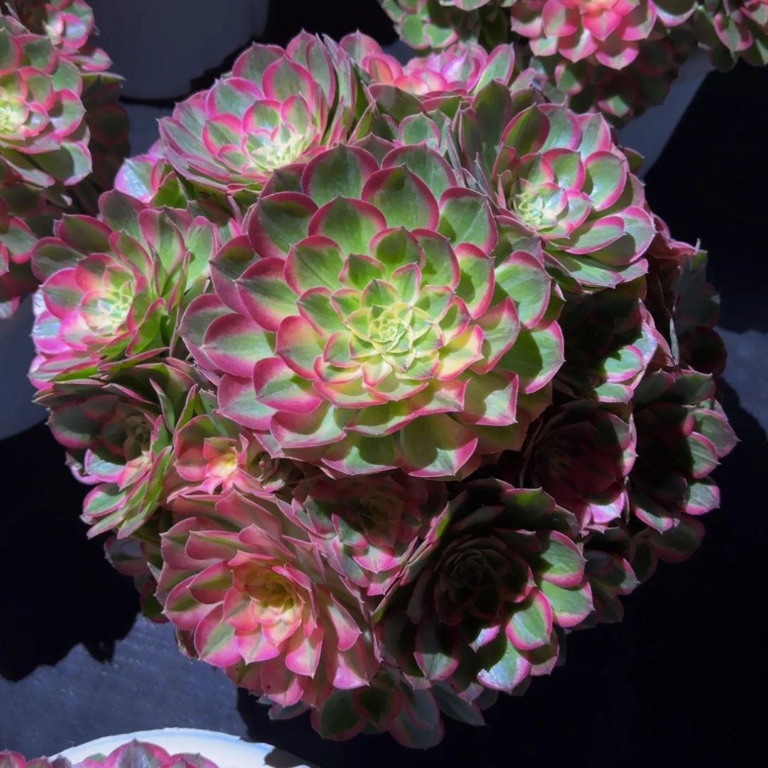 红***玉芙蓉带盆发货物流到付