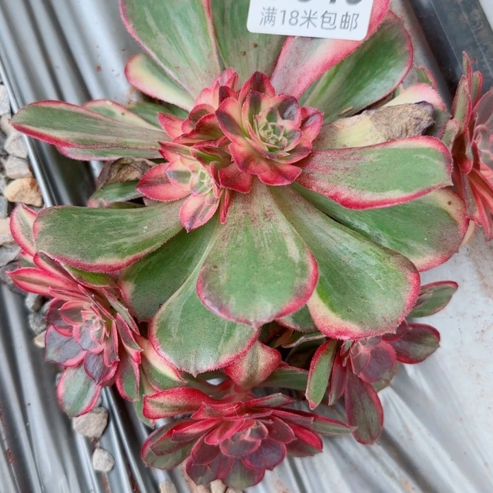 多肉法师淘宝福利