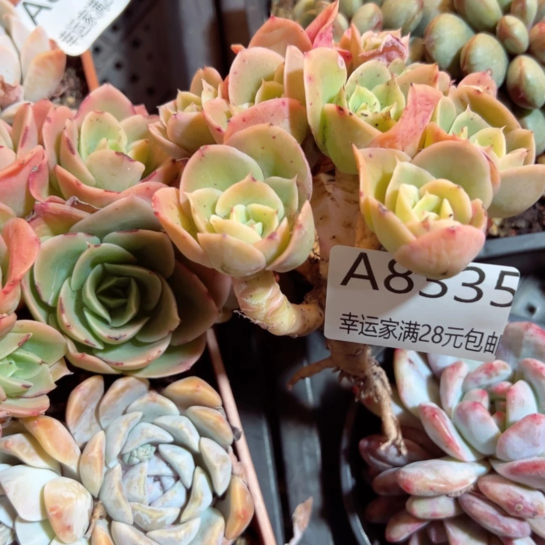 A****玉幸运颜色白色的小