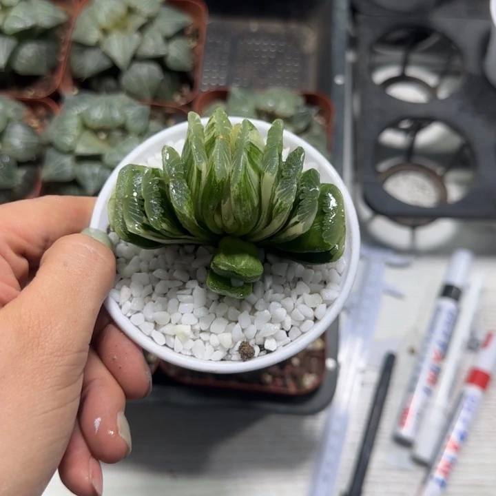 翡翠玉扇锦多肉植物
