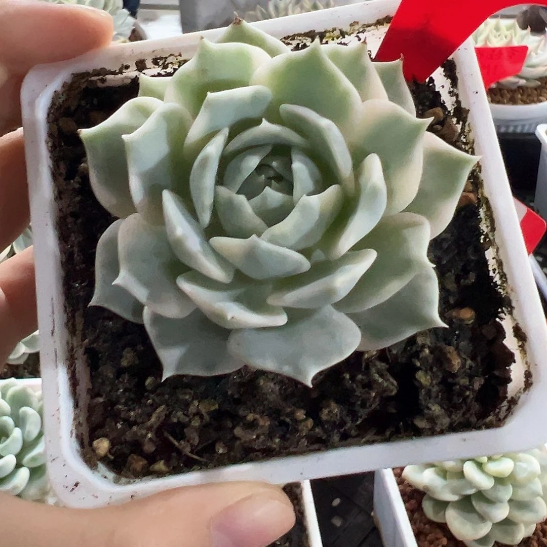 48号露娜莲锦多肉植物