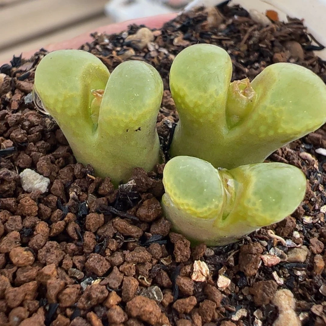 041多肉植物种类多样