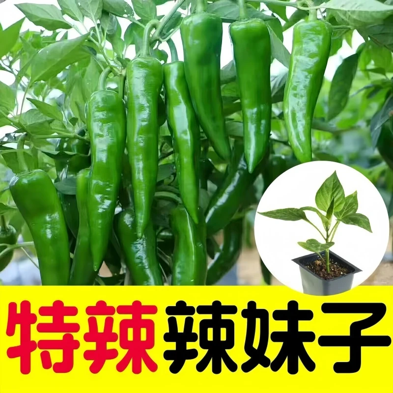 螺丝椒苗精选优质辣椒秧苗辣椒苗薄皮椒苗羊角椒苗 带土发货绿植