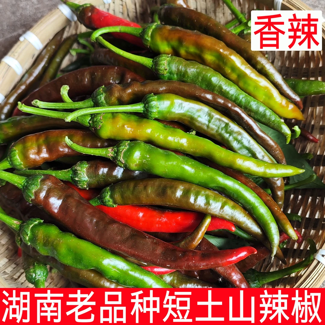 青紫红山辣椒特辣新鲜农家自种老品种土辣子湖南本地香薄皮蔬菜