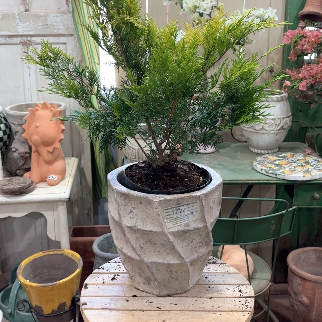 许纯的花房 孤品004