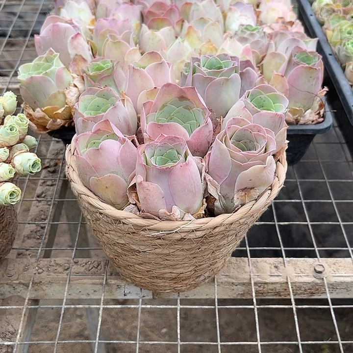 粉公主玫瑰单头8个带框