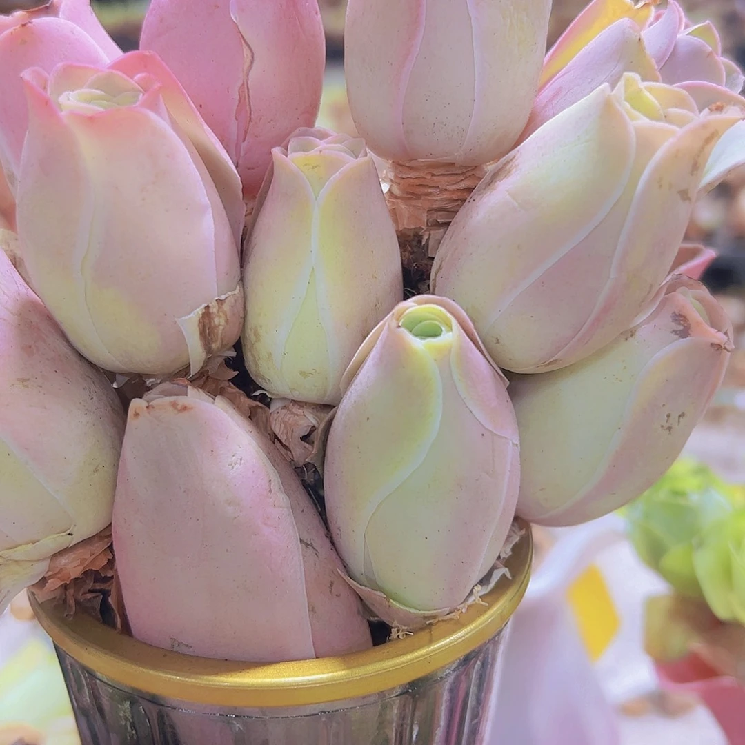 老桩粉耶罗5个玫瑰