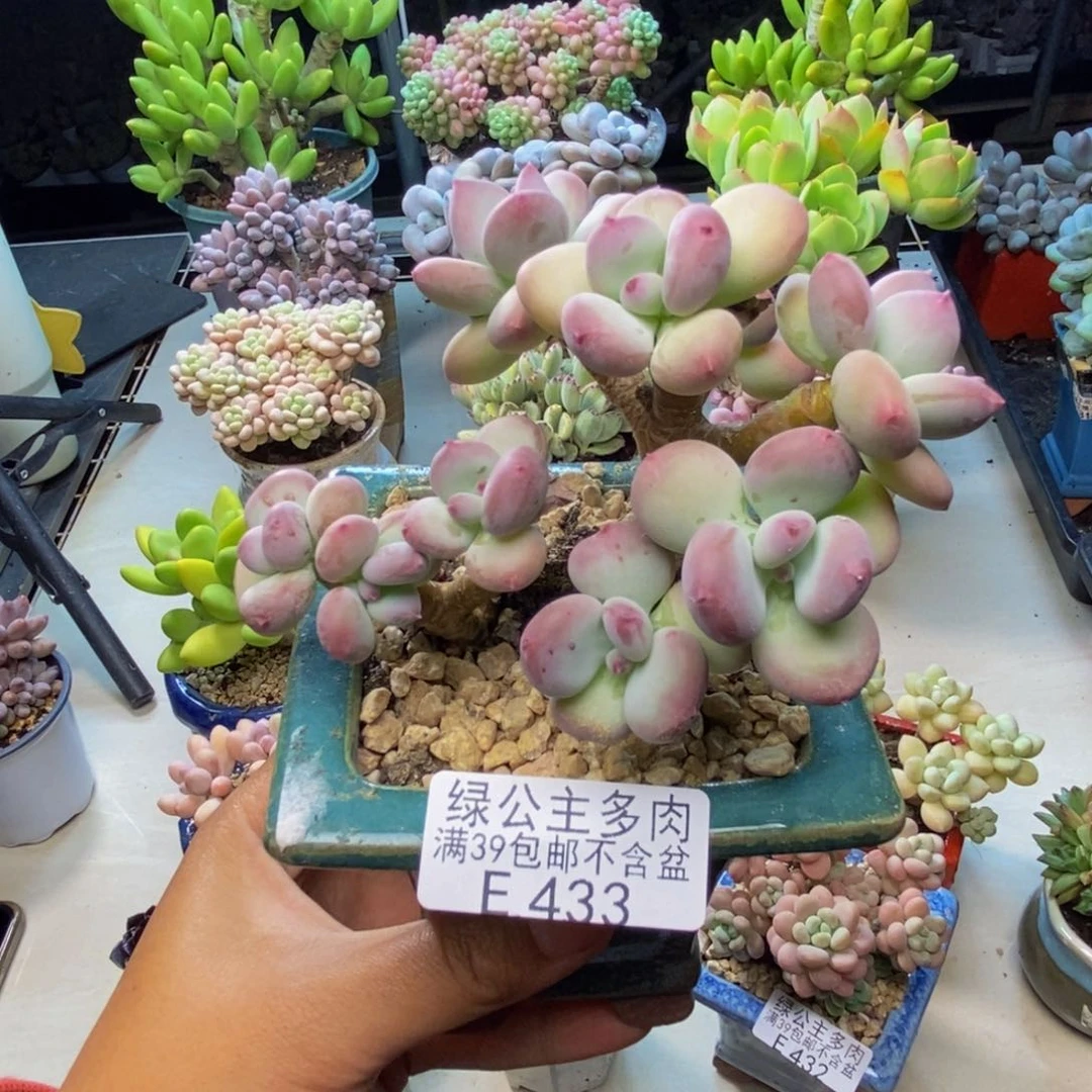 433苹果奶四代多肉9c m