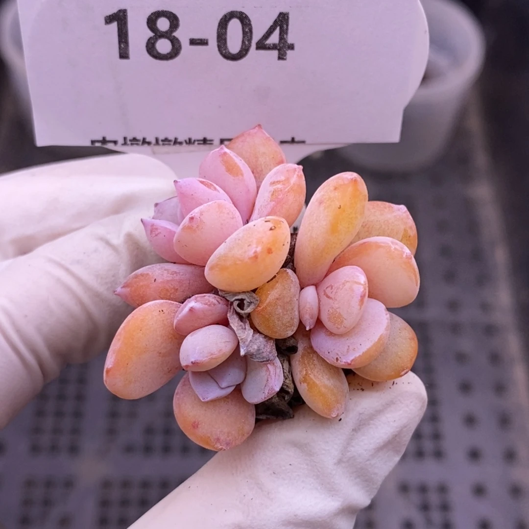 【闪购商品】18-04