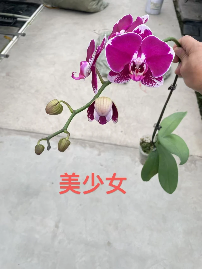 美少女蝴蝶兰，单颗