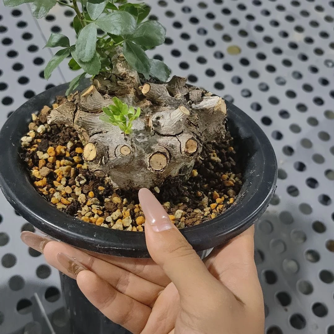 om橄榄熟桩哈哈哈