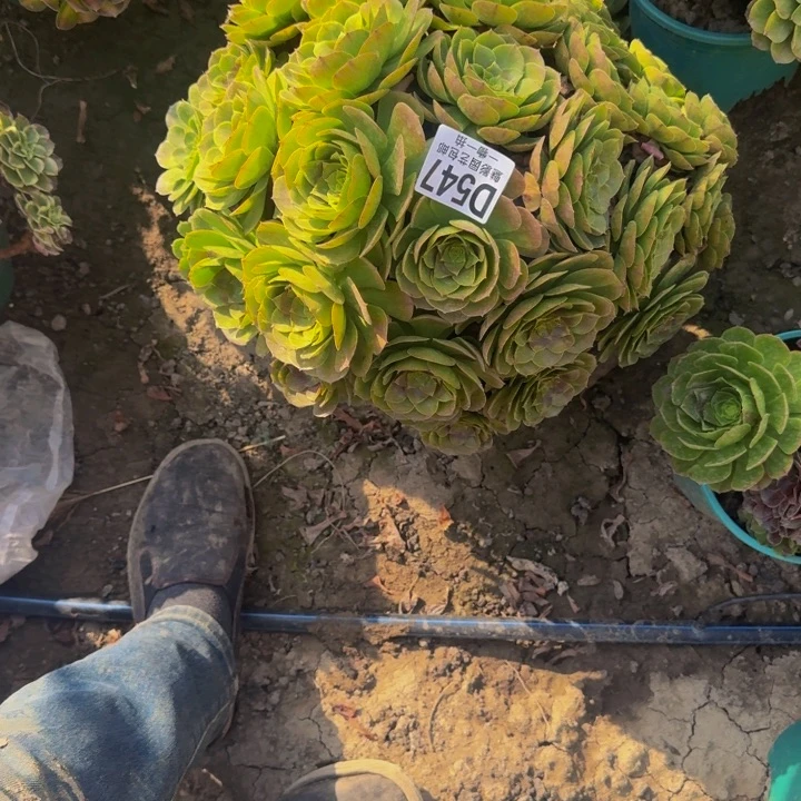 万圣节花25-53包邮花花