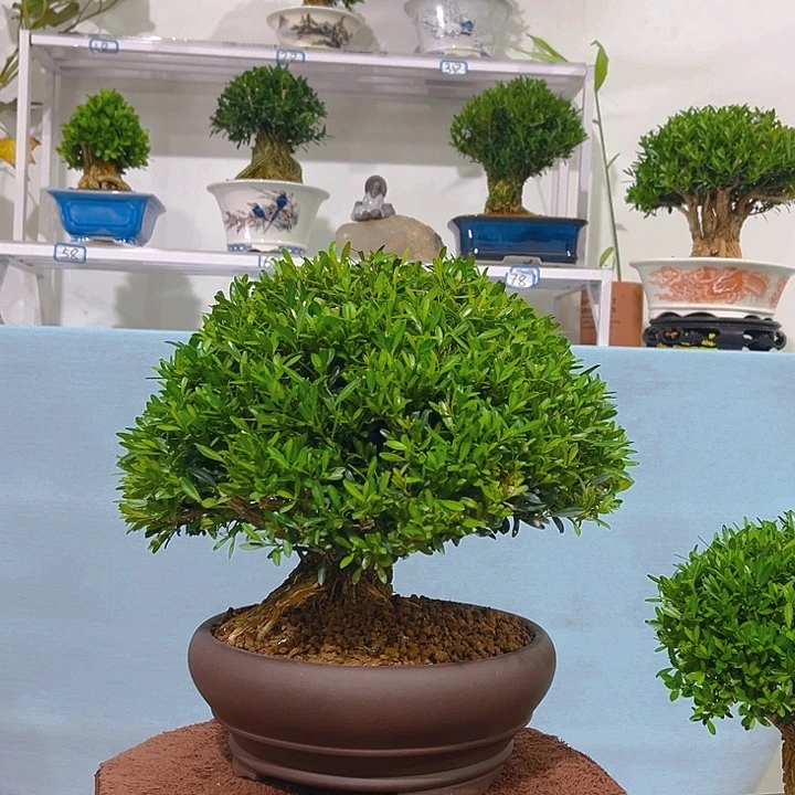 没***逛无花朵浙江黄杨一树花拍