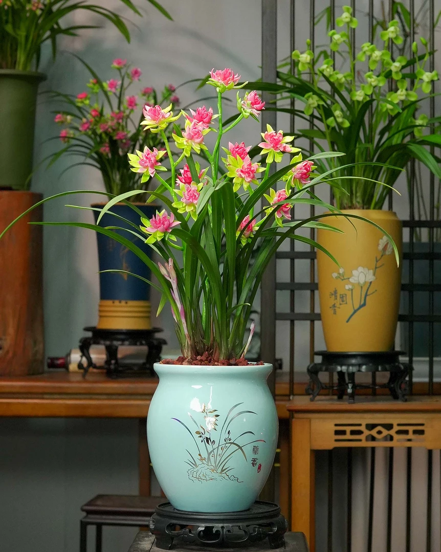 建兰铭品【天仙牡丹】富山奇蝶兰香陶瓷盆幽香兰花室内好养易活