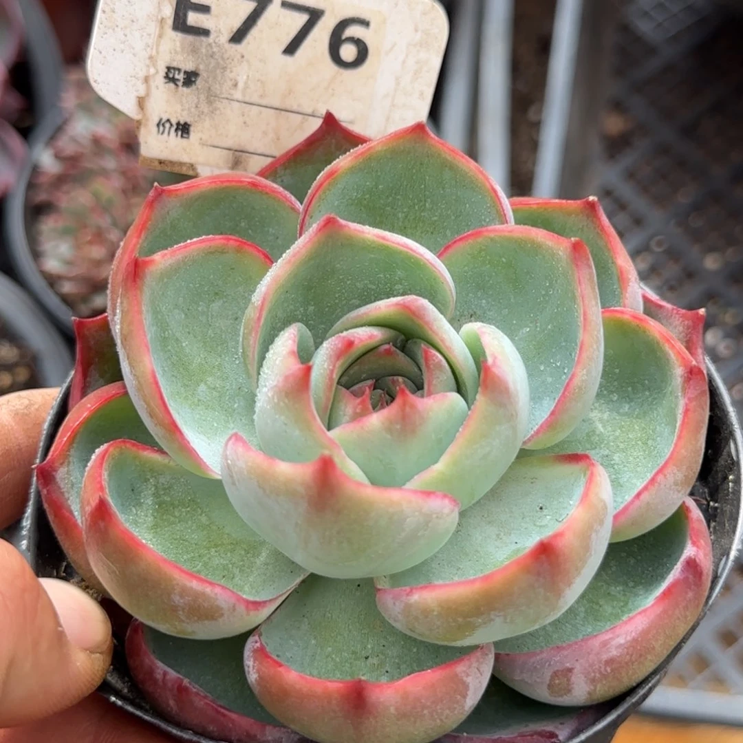 玫瑰惊鸿一物一拍包装收缩花旱776