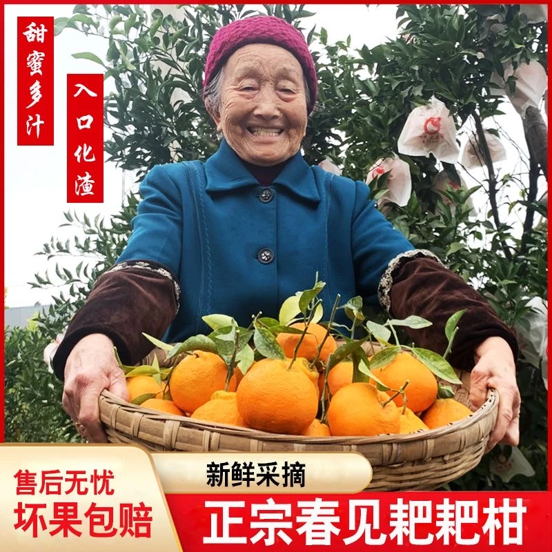 四川春见耙耙柑新鲜多汁爽口细腻自然熟手剥水果