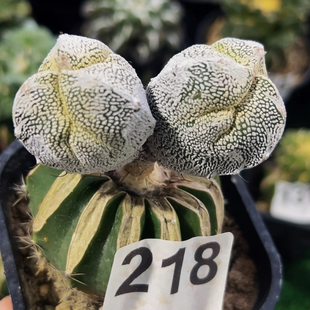 无花朵福利双头三棱恩中218