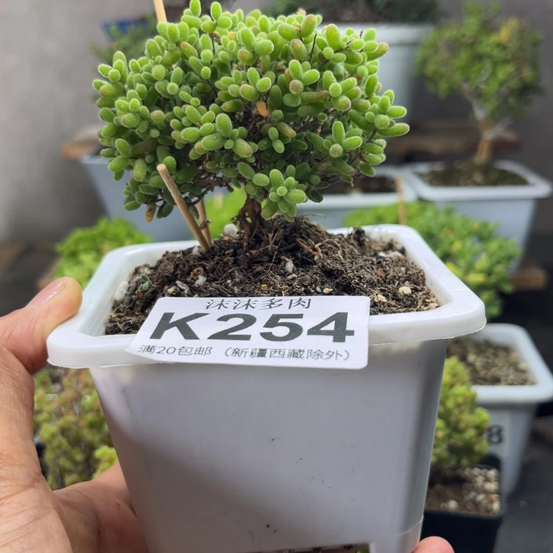 254蜜桔糖球枝干番杏