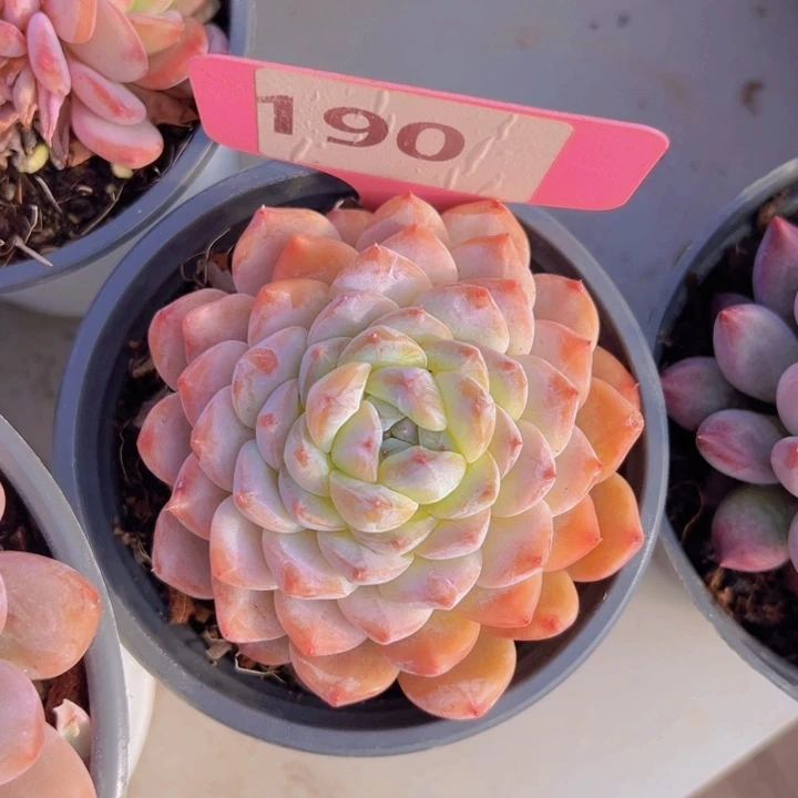 健健康康平平安安