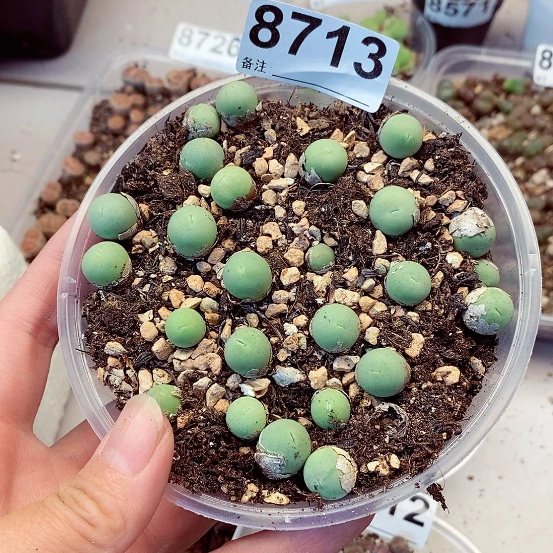 珊8713啦啦啦咯啦咯