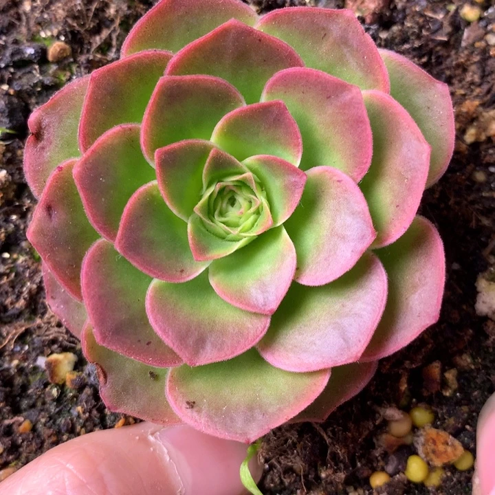 一物一拍四月天002