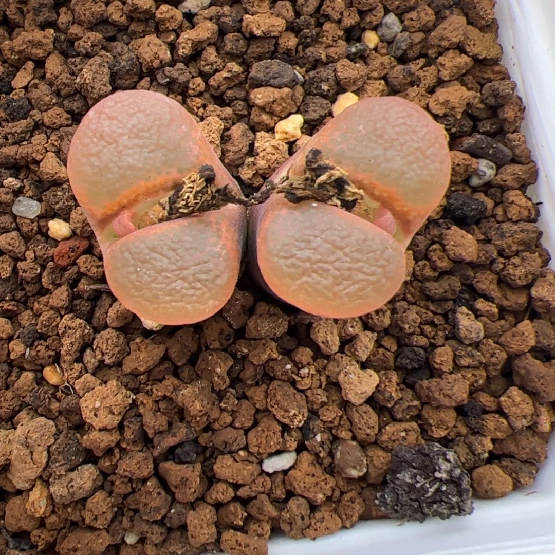 0374号风铃 多肉植物