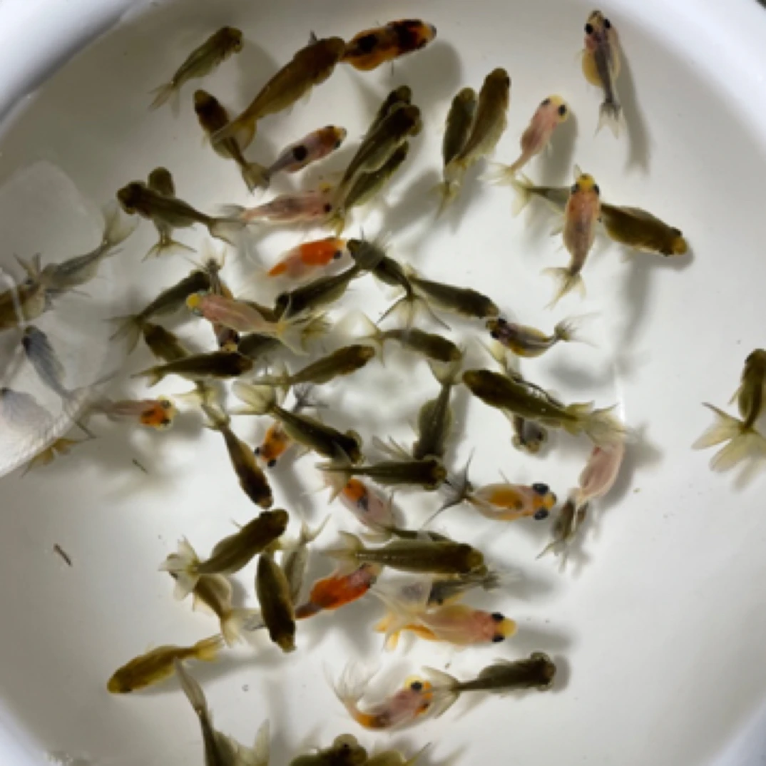 兰寿玛丽泰狮蝶尾珍珠水泡等小苗