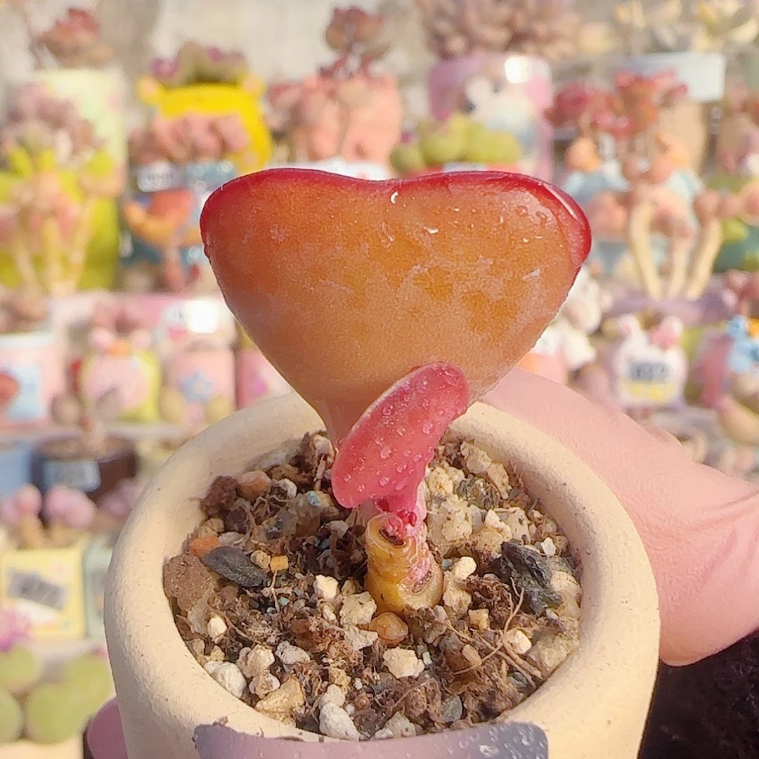 L 爱心水泡 盆口3cm