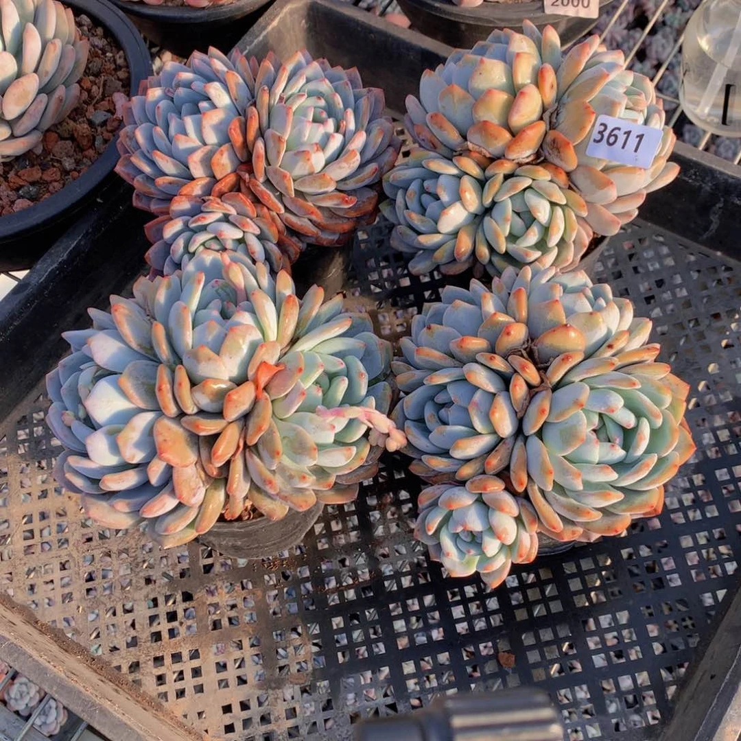 3611四个一起嗯嗯嗯