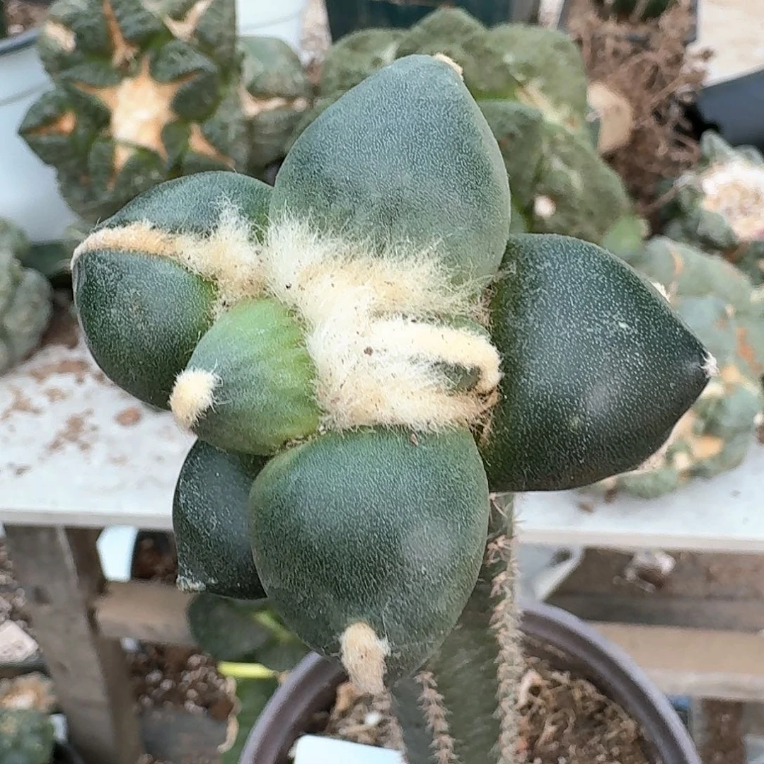 【闪购商品】无花朵长*蛋尤727