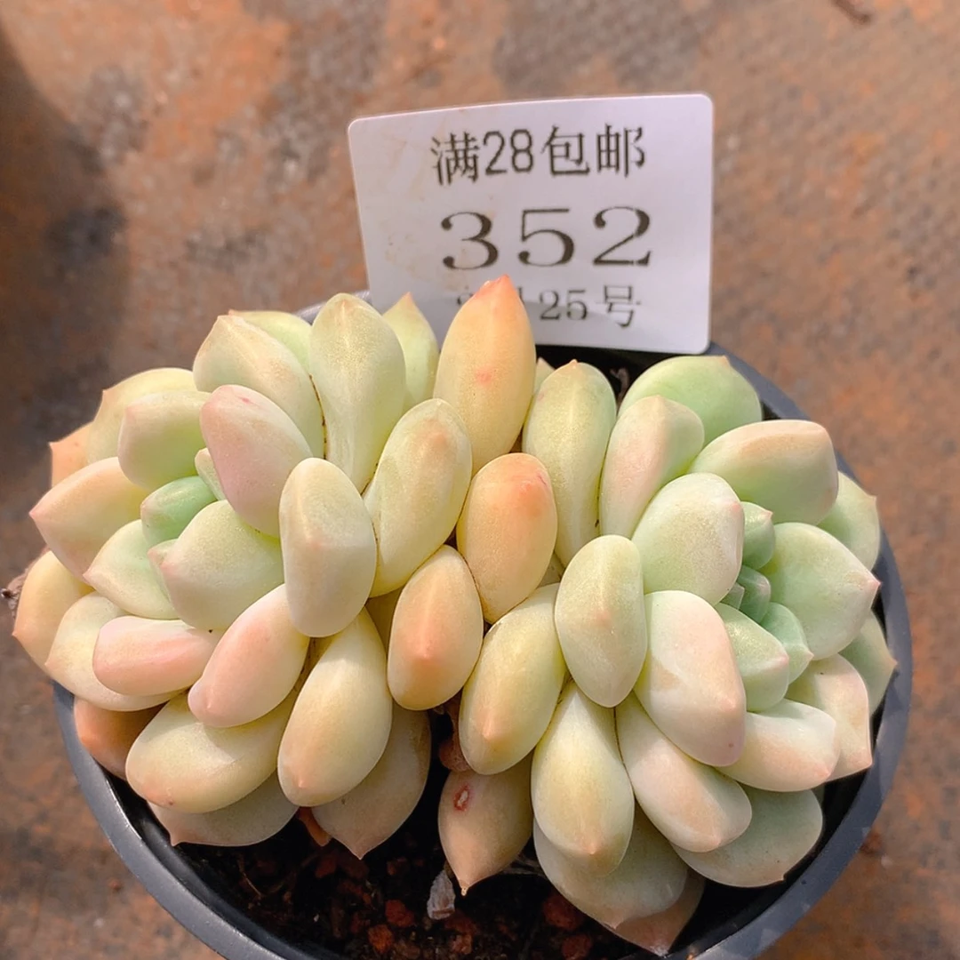 【闪购商品】云352