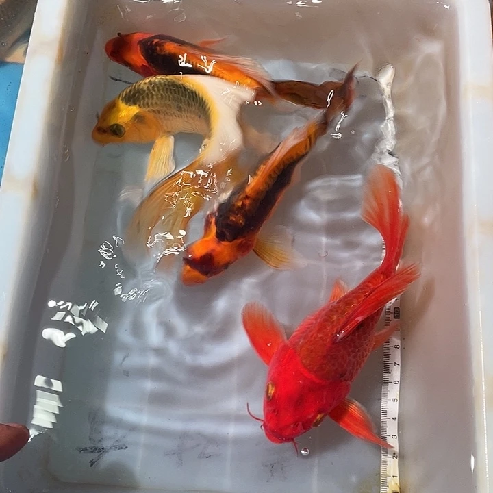蝴蝶鲤鱼渔场直发180