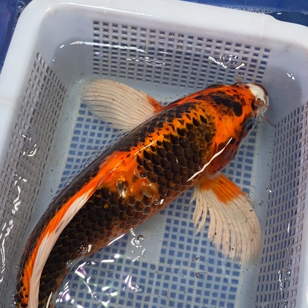 锦鲤冷水锦鲤包邮