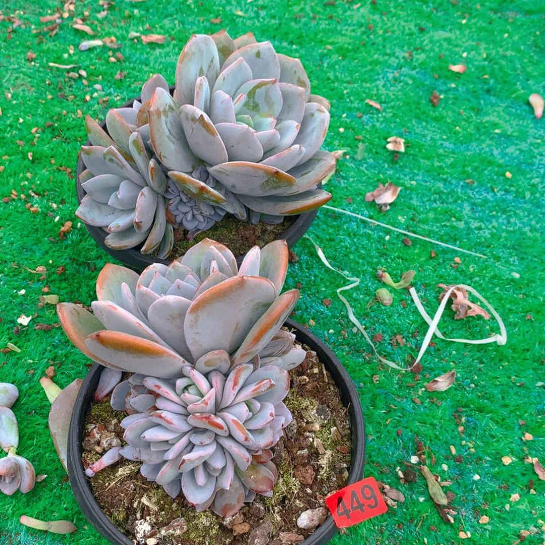 449奶茶1111111111111