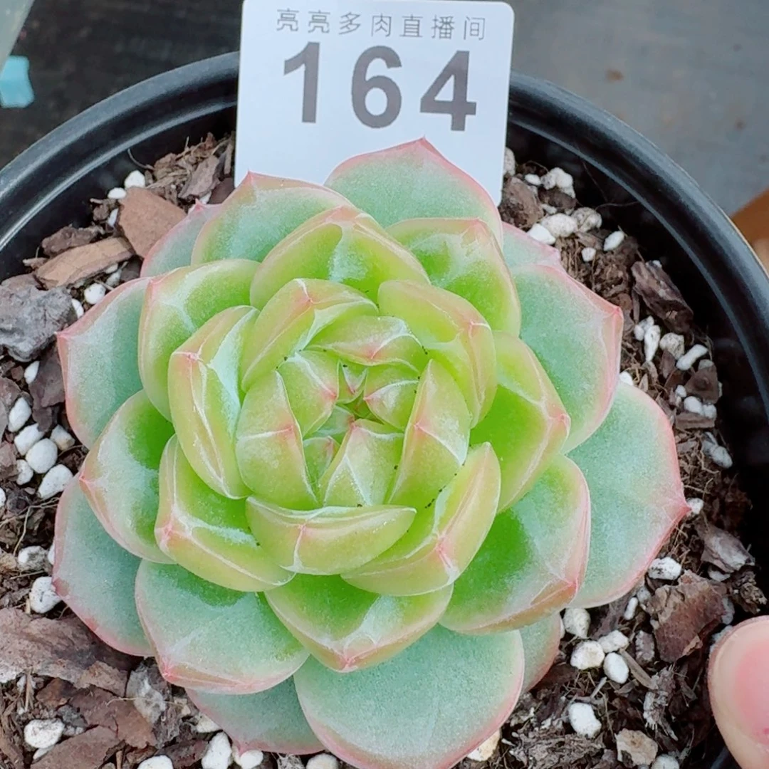 海洋之心            精美多肉植物