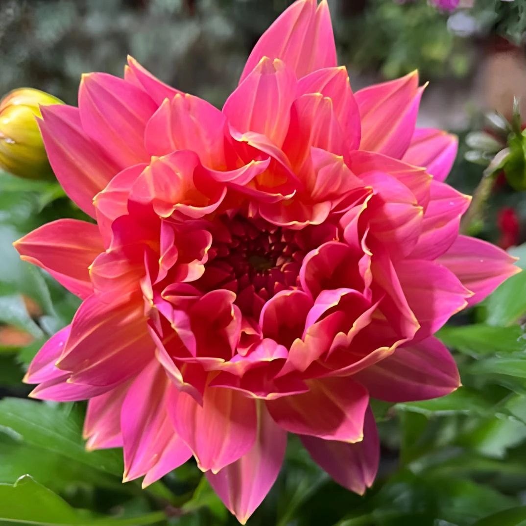 【芊朵】（缤纷）大丽花客厅阳台桌面盆栽
