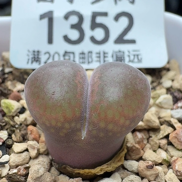 产地c10带盆土。