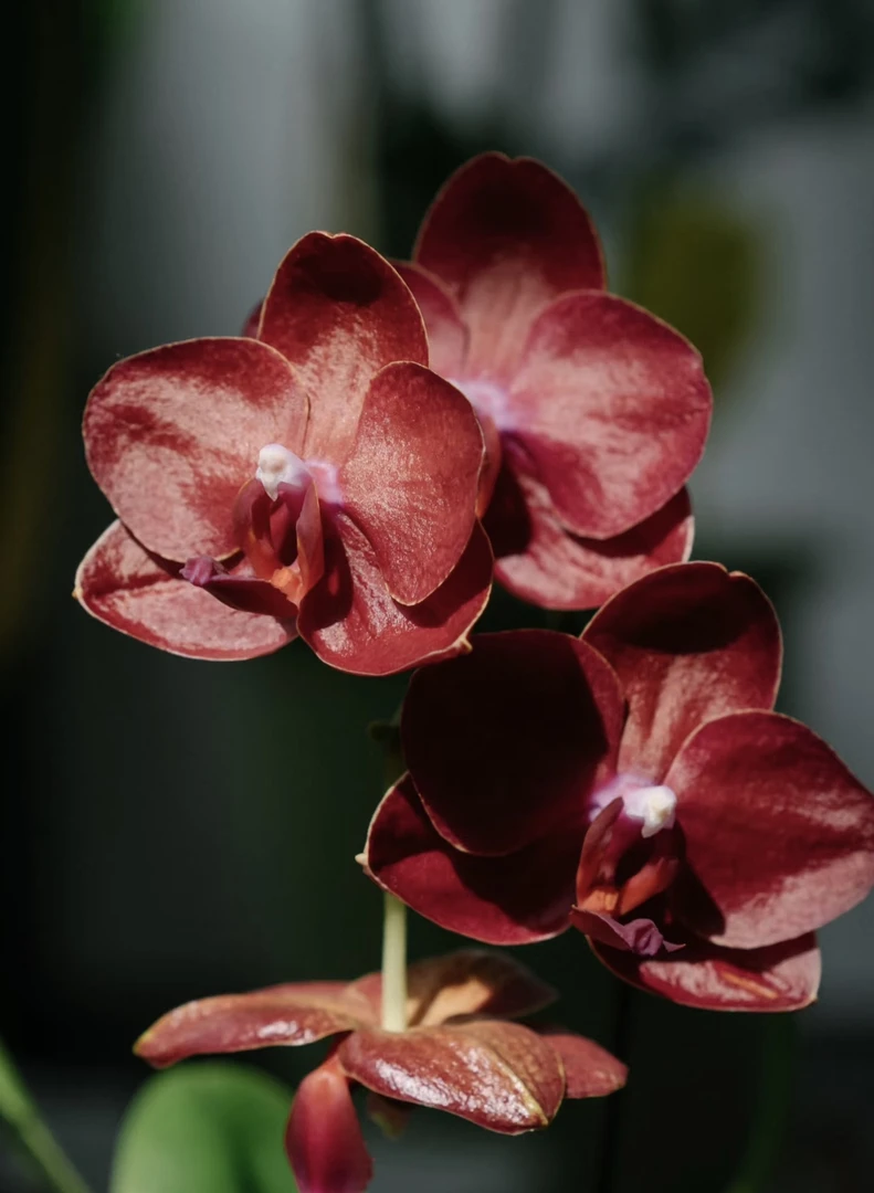 美杜莎蝴蝶兰3.0寸杯成熟苗不带花室内盆栽植物花期长基地直发