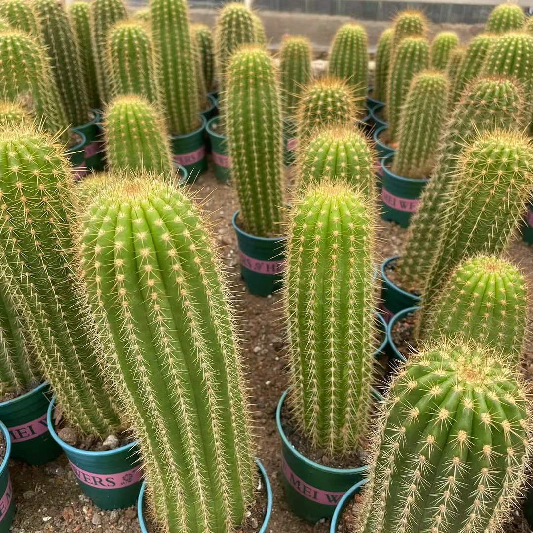 毛花柱  仙人球植物漳州基地直发货 新手好养 室内外办公室绿植