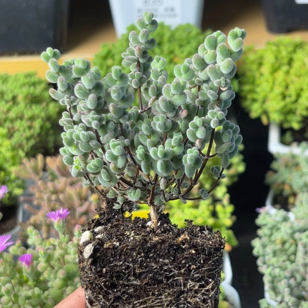 867白底实生莱斯。