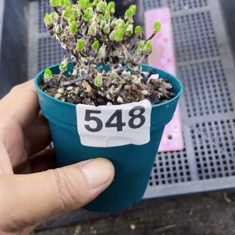 548冰糕一物一图如图