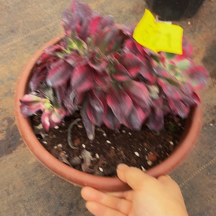 y****多肉植物福啊哈671个